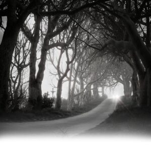 Q-PlaneTrees BUNDLE 1+2+3 [432 tree models]