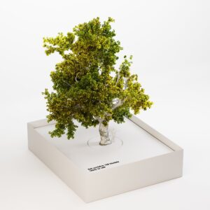 Q_Park_PlaneTrees_1 [108 tree models]